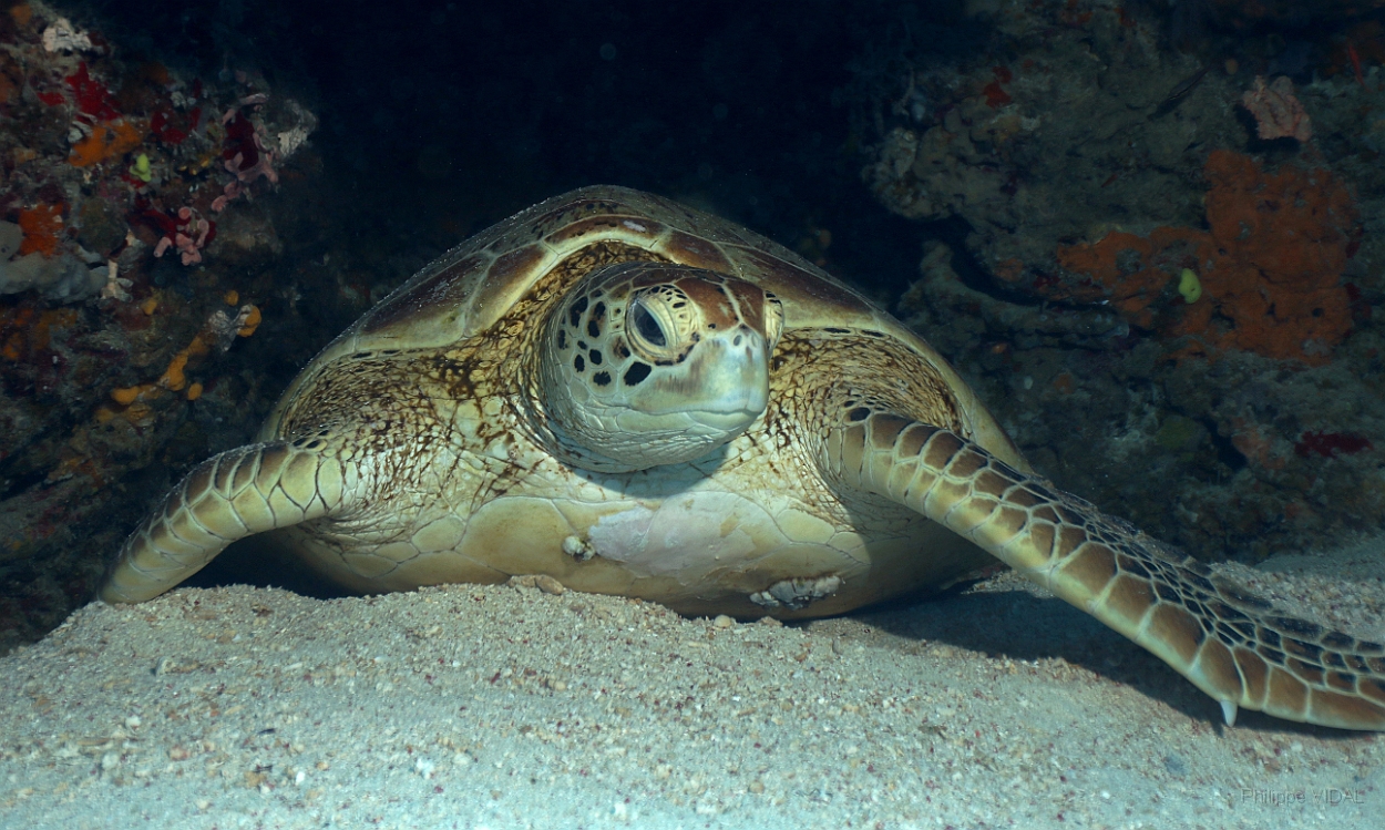 Sipadan_2015_Tortue Franche_Chelonia mydas_IMG_2176_rc.jpg